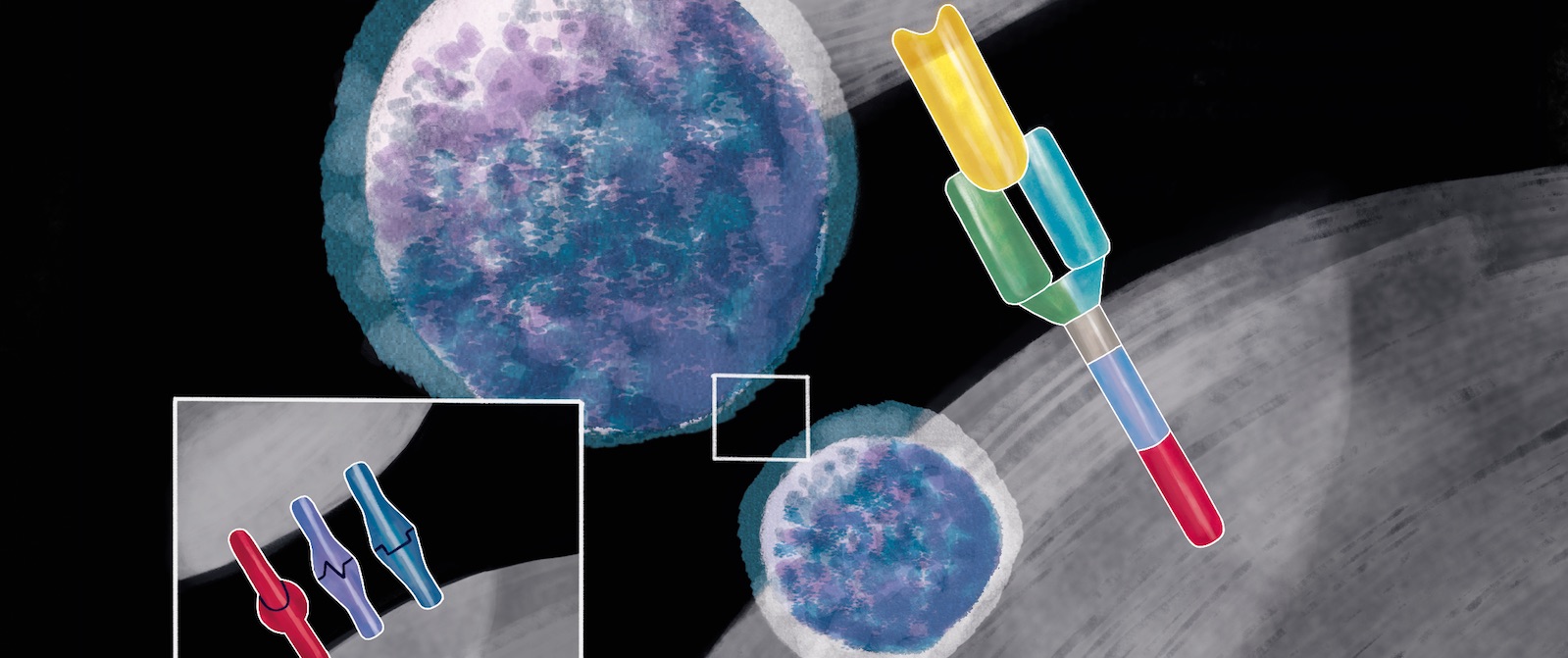 The unique toxicities of CAR-T cell therapy