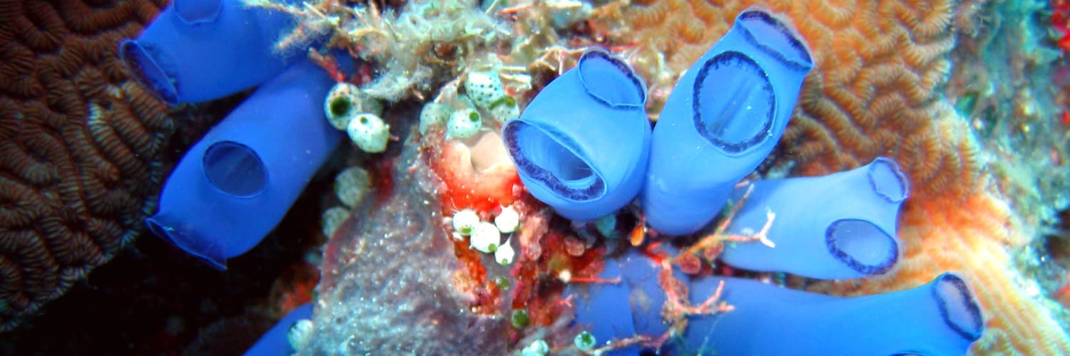 From sea bed to bedside: Tapping the cancer pharmacy beneath the waves 