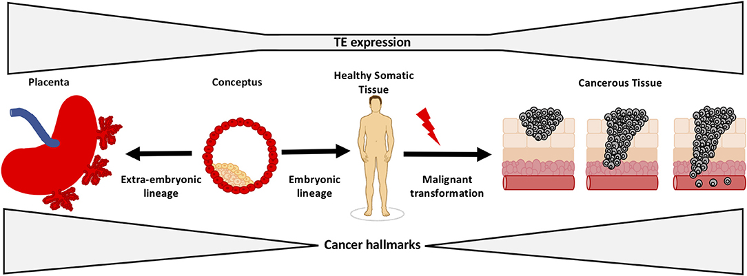 Ultra-sensitive immunoassay detects key protein produced by cancer cells