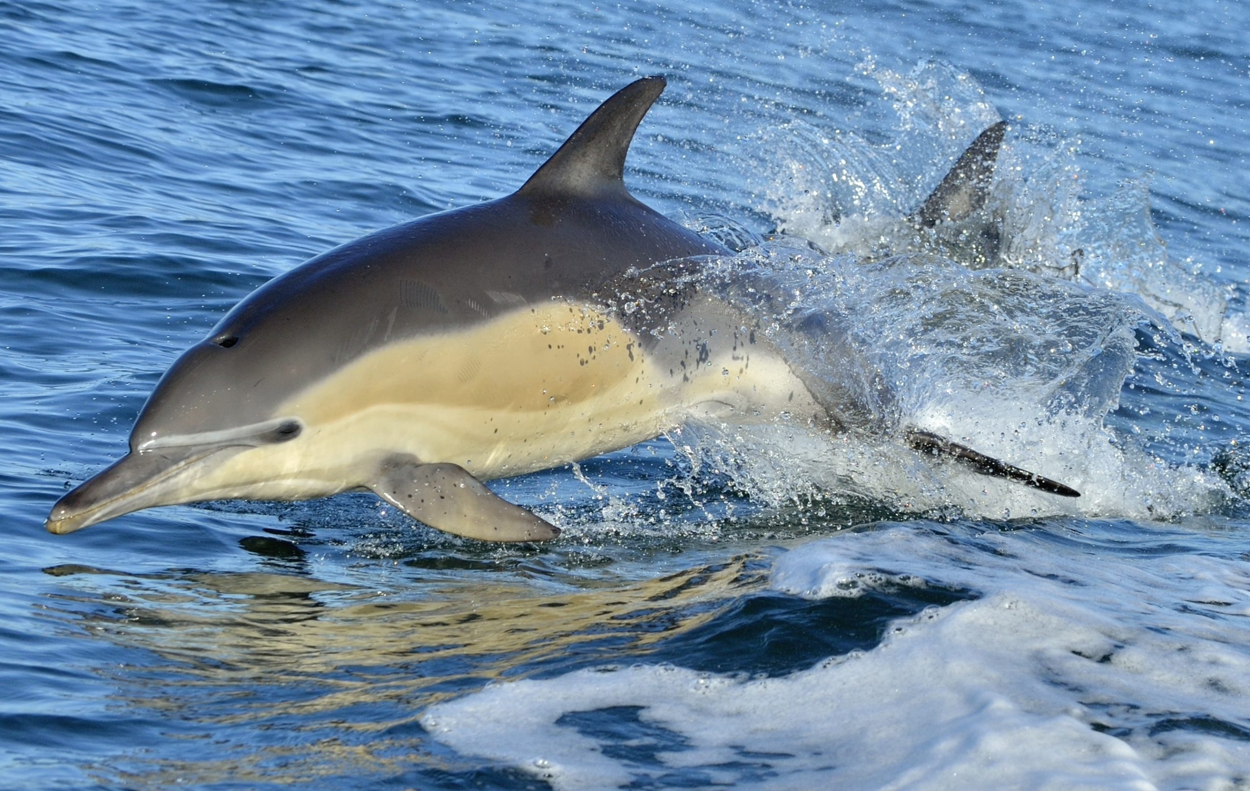 Lessons in nature: knowledge of exceptional animals could help tackle human cancers